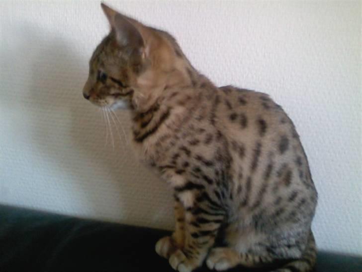 Bengal Misja billede 6