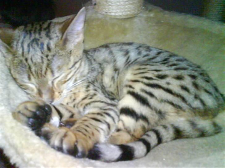 Bengal Misja billede 9