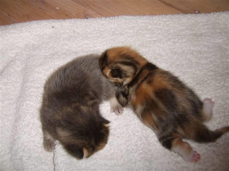 Maine Coon Sisca billede 15