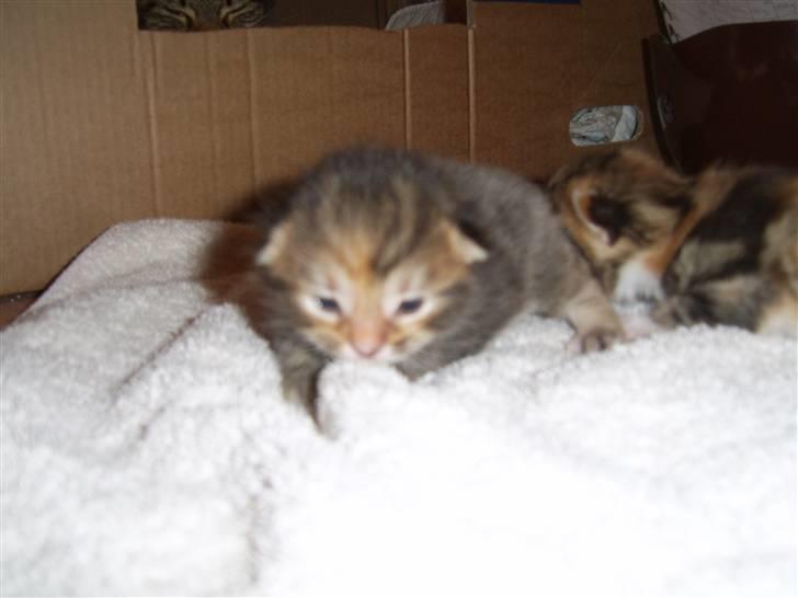 Maine Coon Sisca - Amalie billede 16