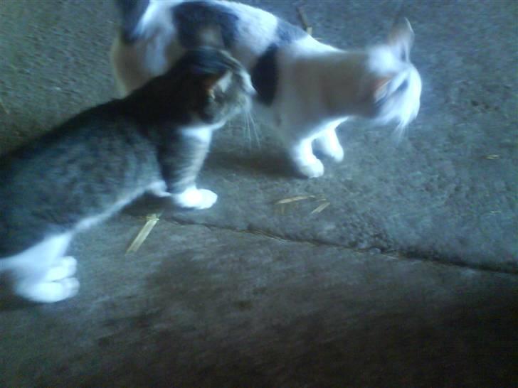 Huskat Plet   (gård-kat) billede 19