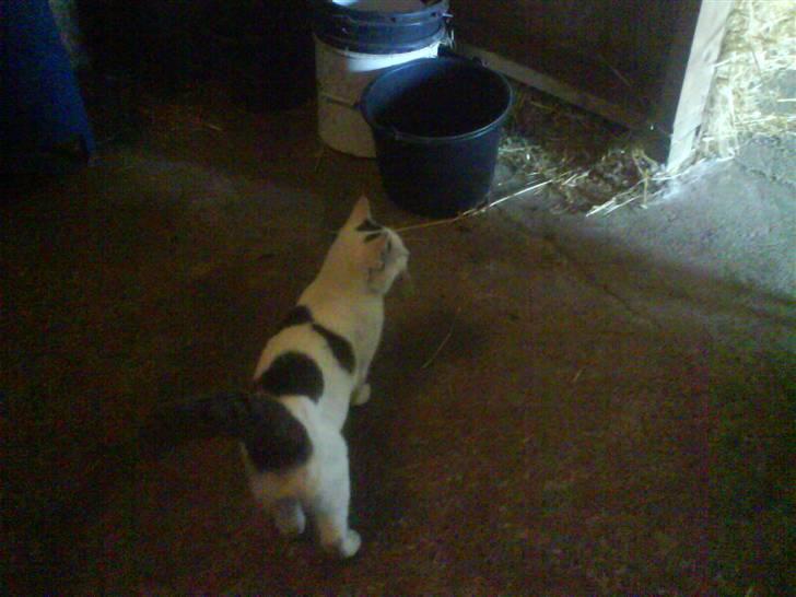 Huskat Plet   (gård-kat) billede 20