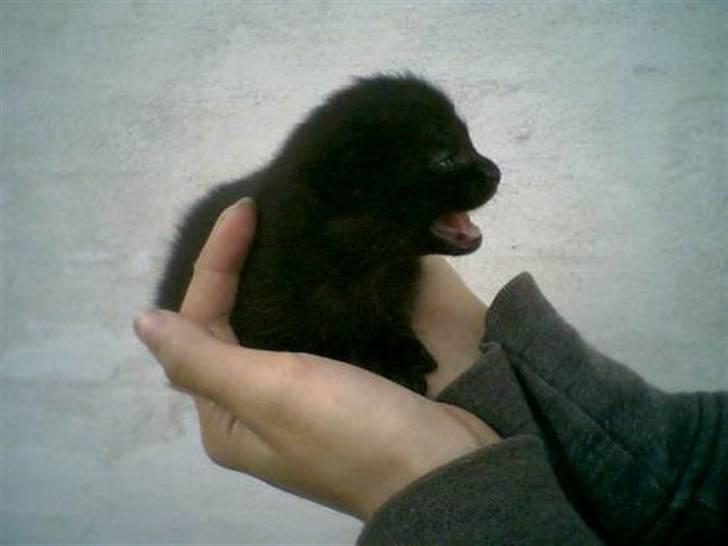 Huskat Albert *DØD* - Mooooaaaaar billede 2