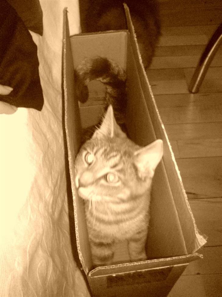 Blanding af racer Lille Mis >solgt< - spørgsmålet er så bare...æ hvordan kommer jeg op billede 11