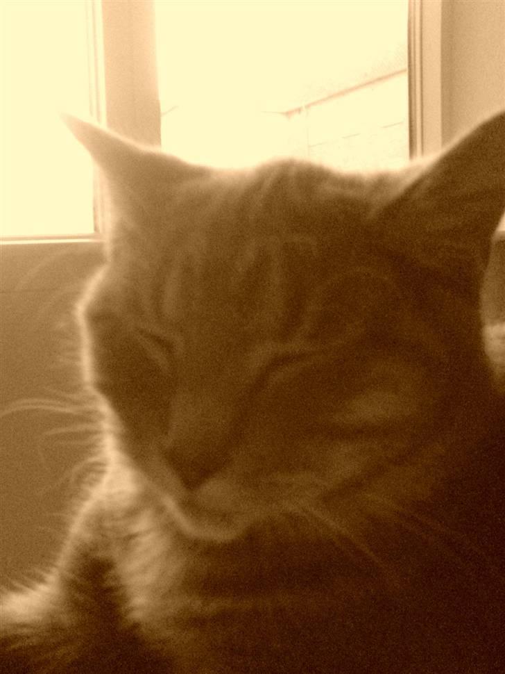 Blanding af racer Lille Mis >solgt< billede 12