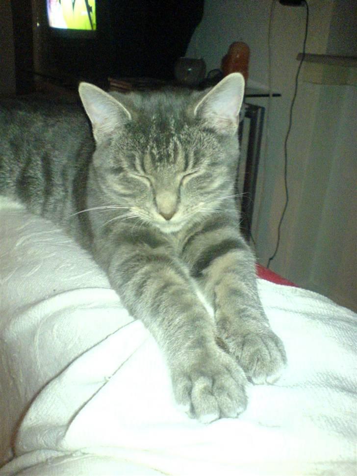 Blanding af racer Lille Mis >solgt< billede 13