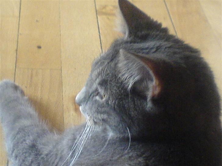 Blanding af racer Lille Mis >solgt< billede 14