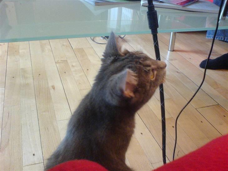 Blanding af racer Lille Mis >solgt< billede 15