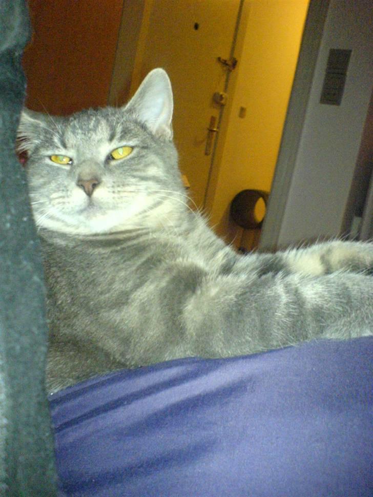 Blanding af racer Lille Mis >solgt< billede 16