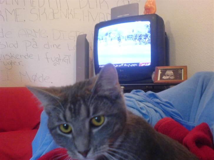 Blanding af racer Lille Mis >solgt< billede 17