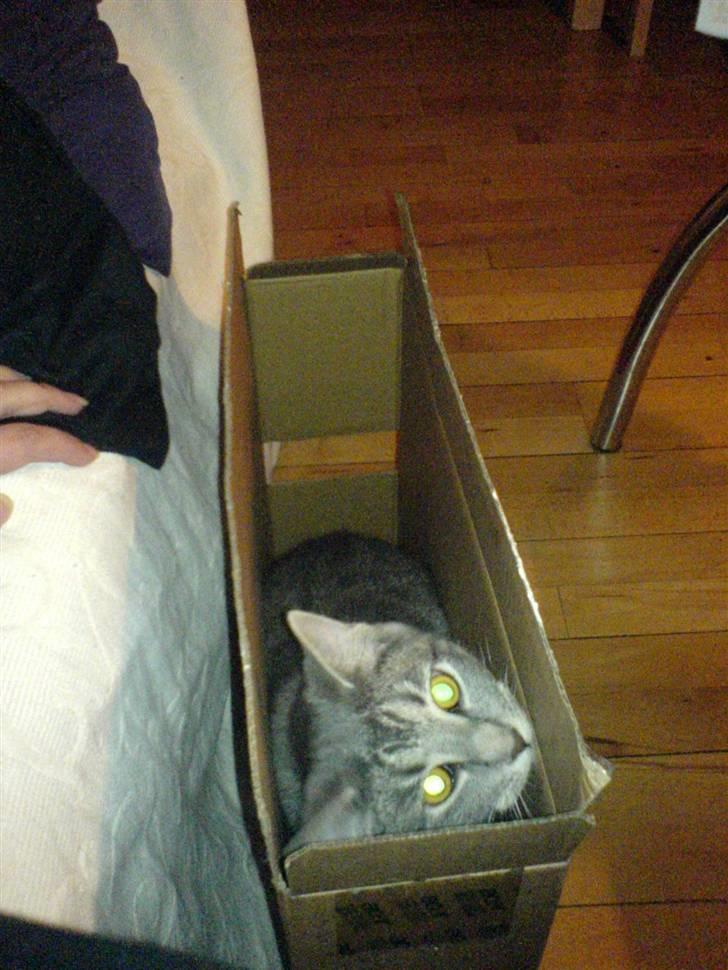 Blanding af racer Lille Mis >solgt< billede 18