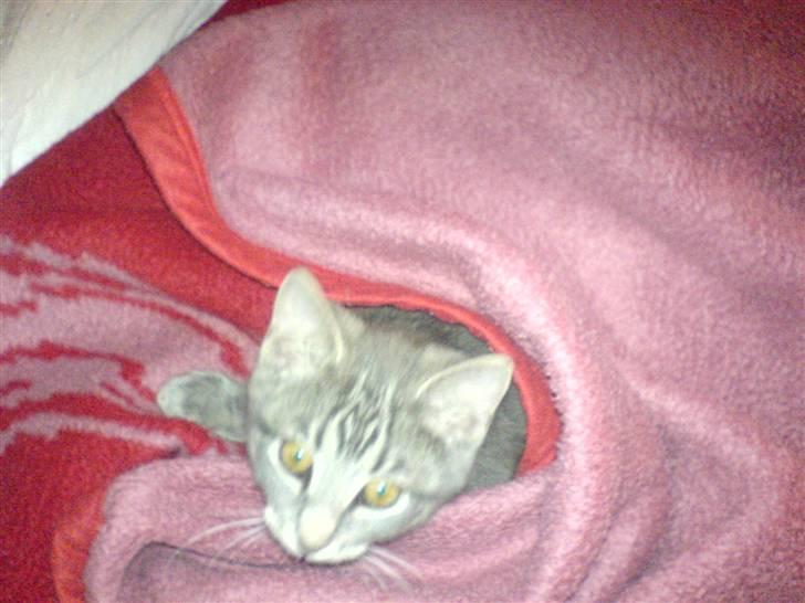 Blanding af racer Lille Mis >solgt< - 12 uger gammel billede 19