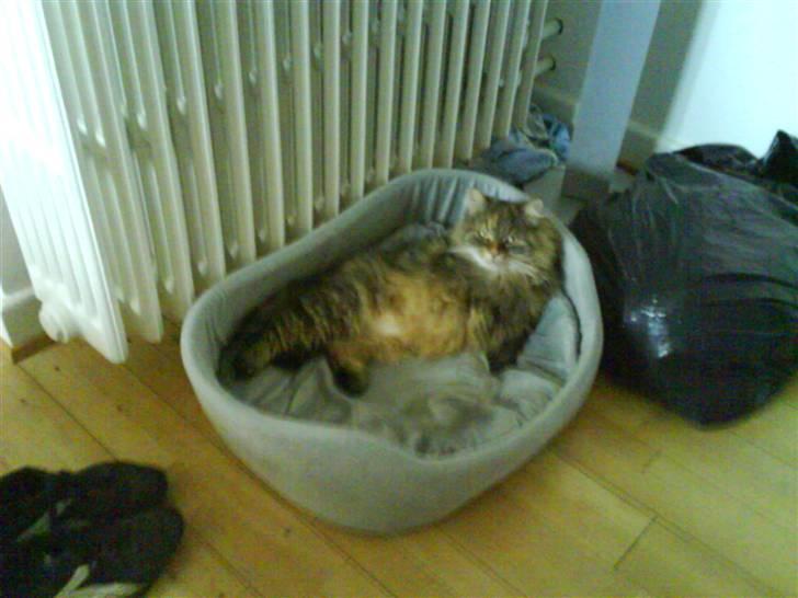 Blanding af racer Cleo >solgt< - ikke noget bedre end en dejlig blød seng billede 18