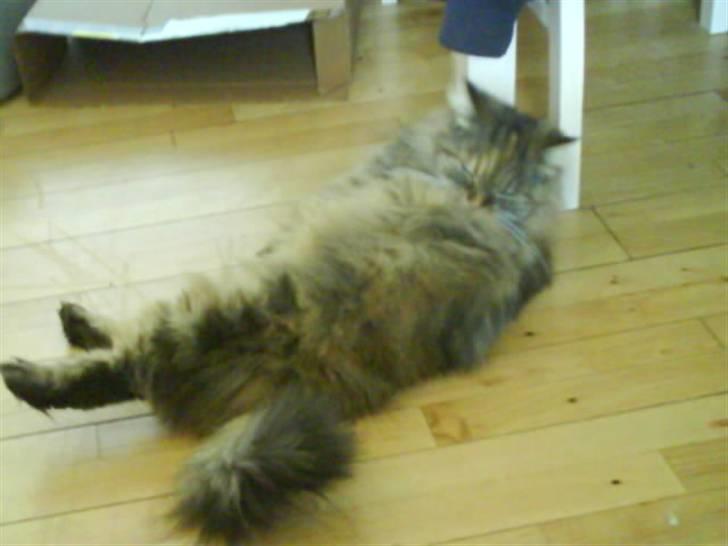 Blanding af racer Cleo >solgt< billede 19