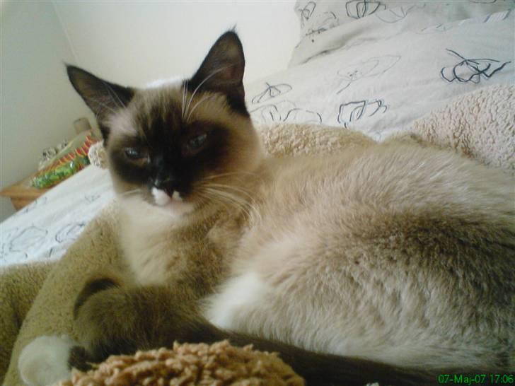 Blanding af racer missen. billede 1