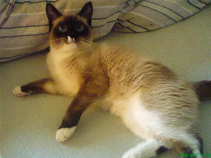 Blanding af racer missen. billede 2