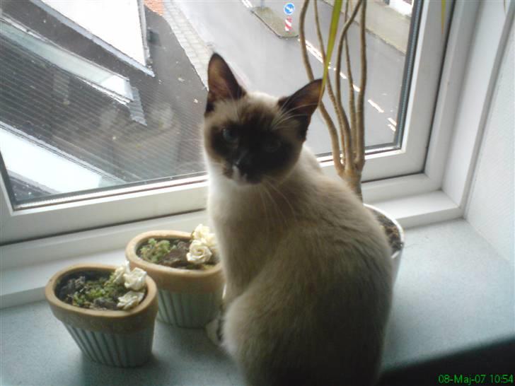 Blanding af racer missen. billede 4