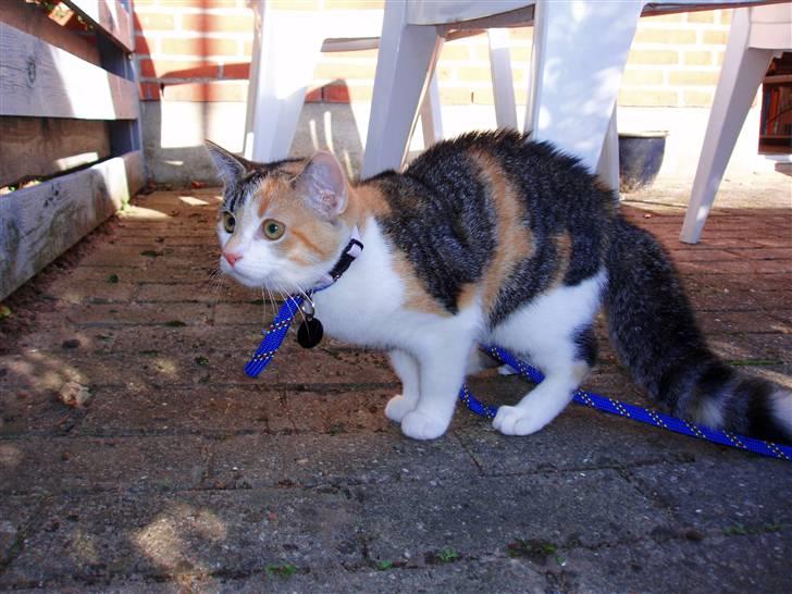 Huskat Amili (Mille) - Suure Mille :b Hun fik øje på en anden kat, og den skulle bestemt ikke ind på hendes territorie :b billede 10