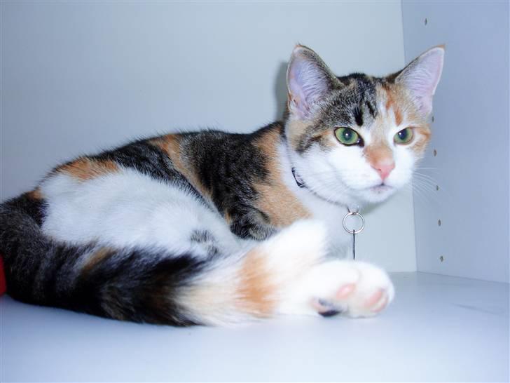 Huskat Amili (Mille) - Mille i skabet (: billede 11