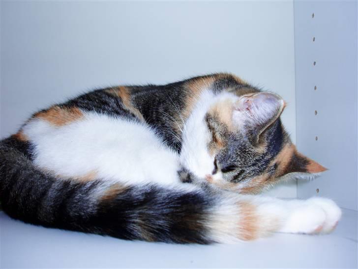 Huskat Amili (Mille) - Mille putter :) billede 12