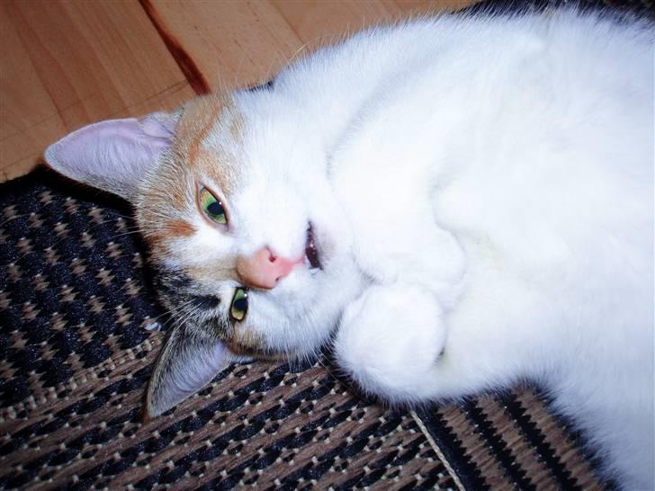 Huskat Amili (Mille) - Hahah : D billede 13