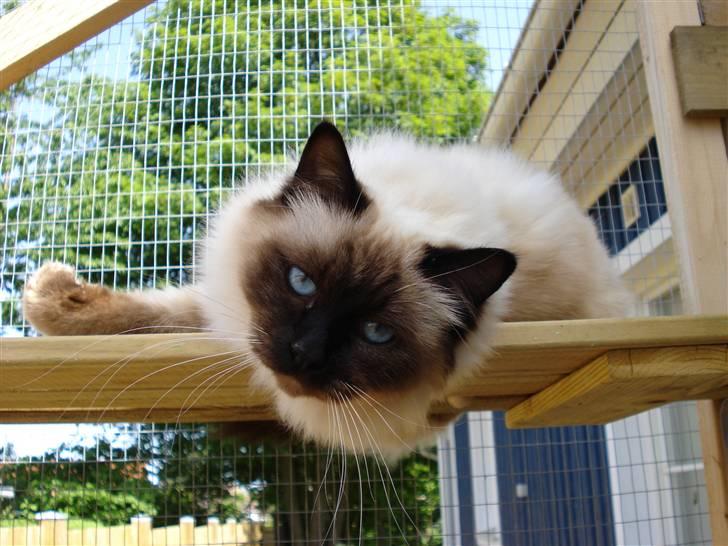 Hellig Birma Morris billede 1