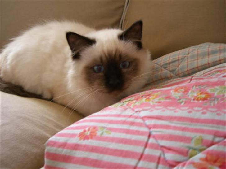 Hellig Birma Morris billede 2