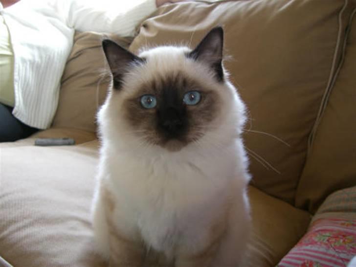 Hellig Birma Morris billede 3