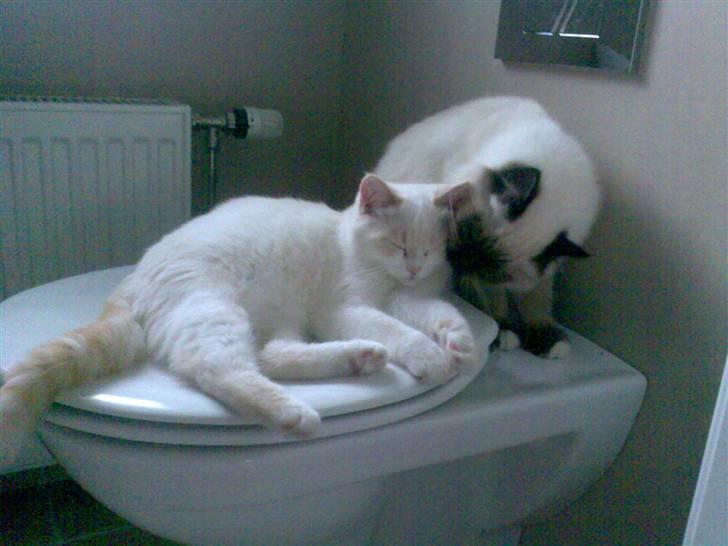 Hellig Birma Morris billede 4