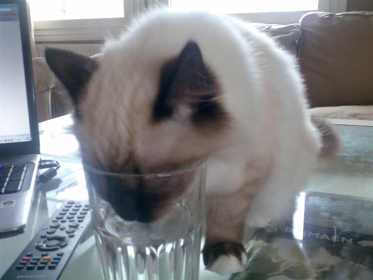 Hellig Birma Morris billede 5