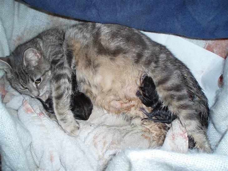 Huskat Grisling  billede 9