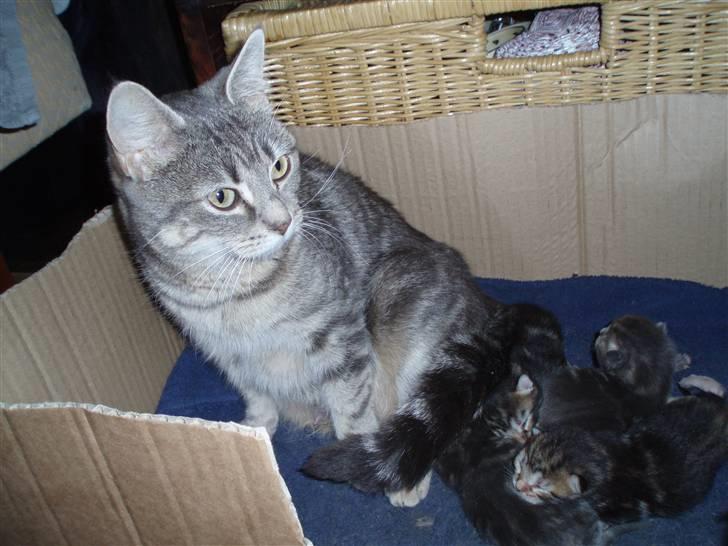 Huskat Grisling  billede 10