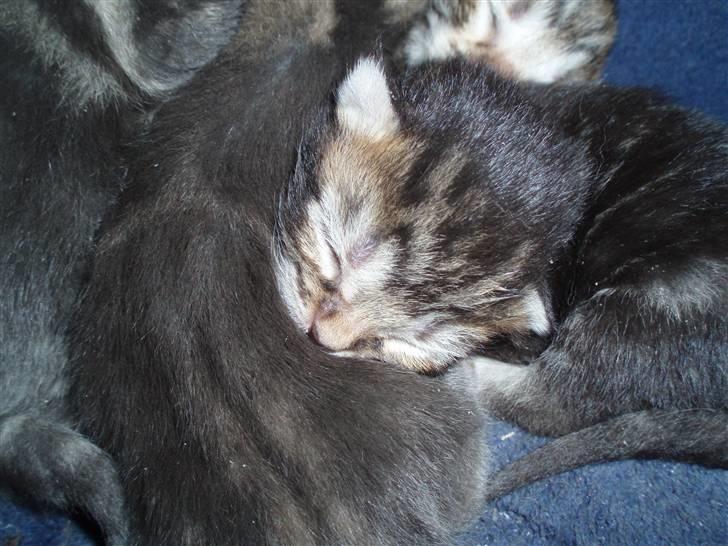 Huskat Grisling  billede 11