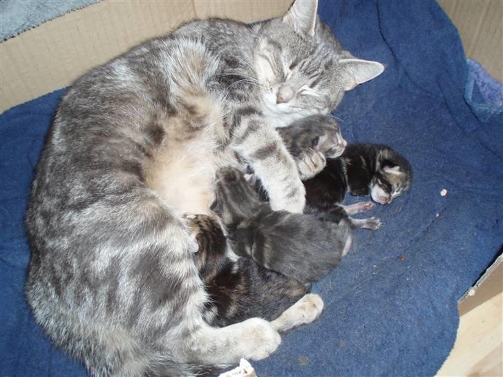 Huskat Grisling  billede 12