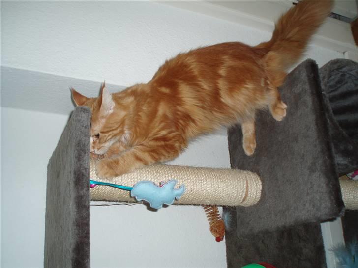 Maine Coon Oskar  billede 15