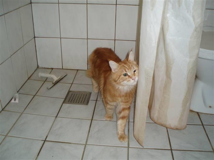 Maine Coon Oskar  billede 16