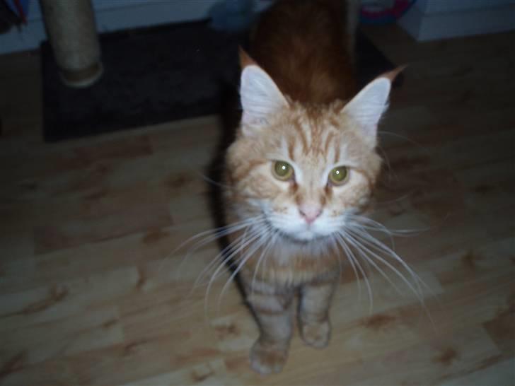 Maine Coon Oskar  billede 17