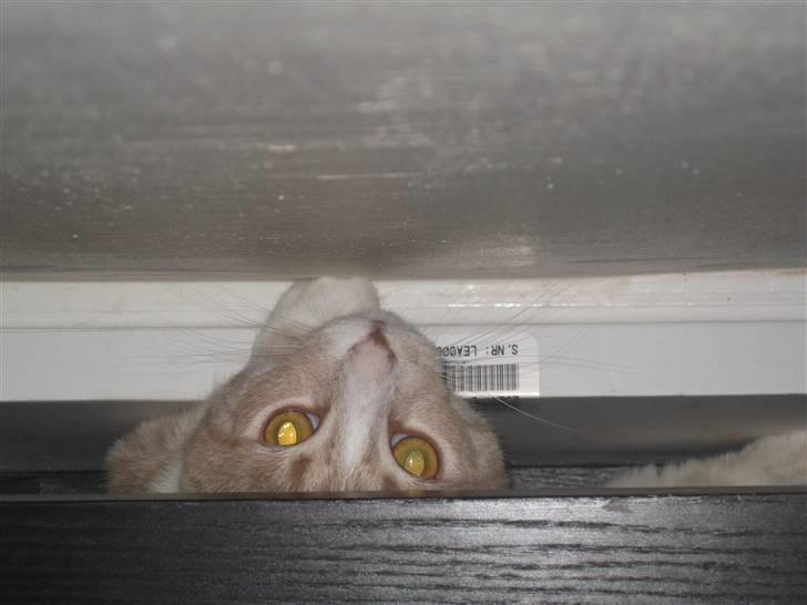 Blanding af racer Bent - kuk kuk billede 9