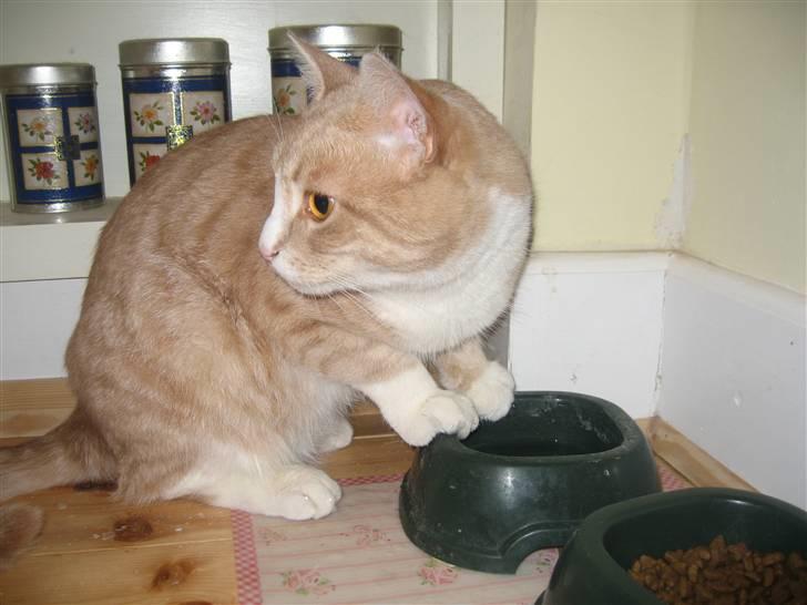 Blanding af racer Bent - håber ikke der kommer nogen.. billede 10