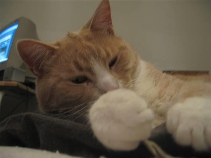 Blanding af racer Bent - .... billede 11