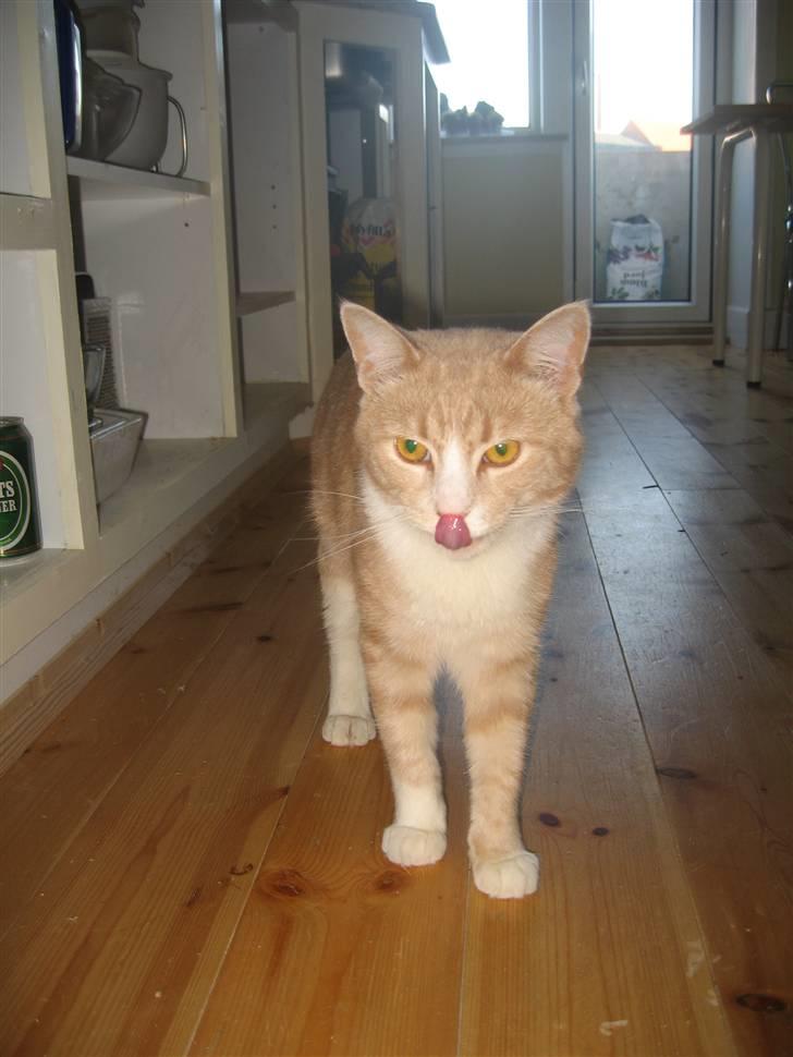 Blanding af racer Bent - mm. rester om munden det er godt,,.... billede 12