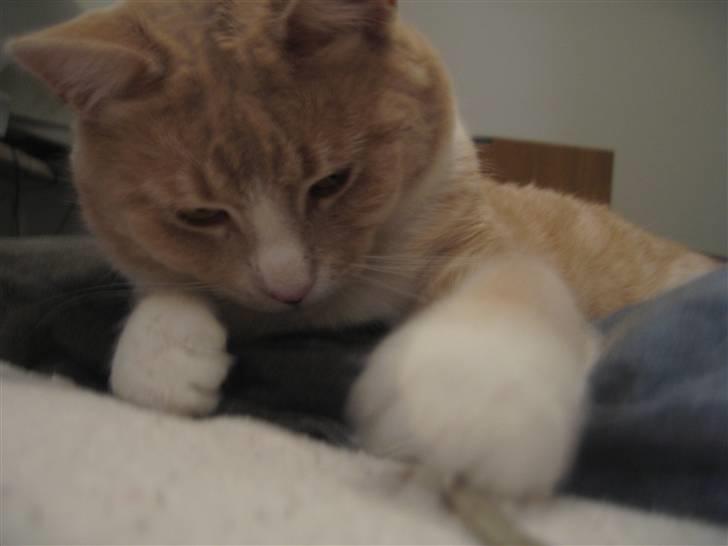 Blanding af racer Bent - bliv her sagde jeg... billede 13