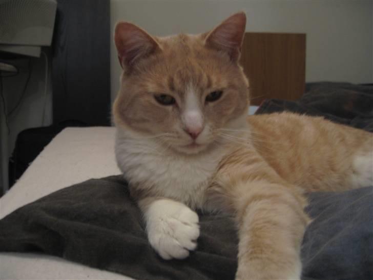 Blanding af racer Bent - lækker lækker... billede 14