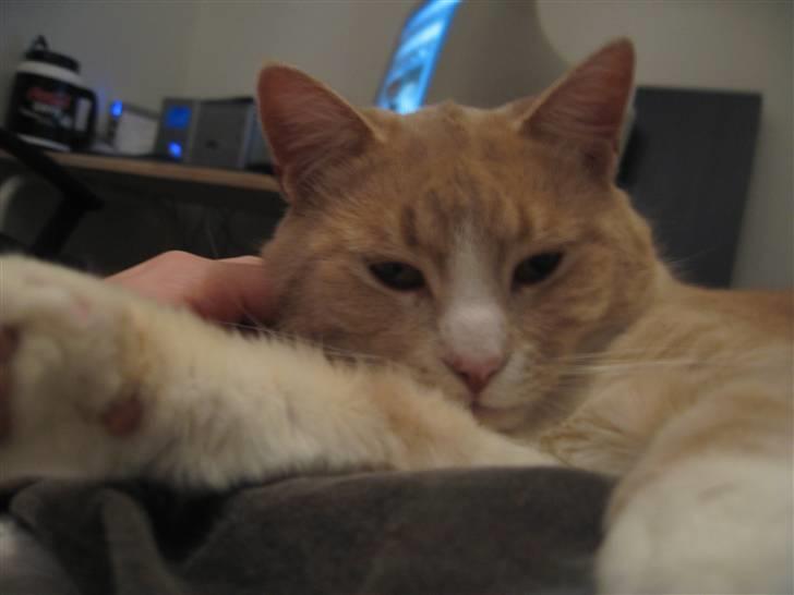 Blanding af racer Bent - nydelse er godt billede 15