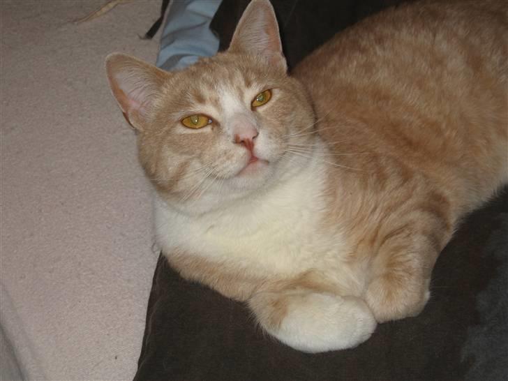 Blanding af racer Bent - hva er det du har der oppe.. billede 16