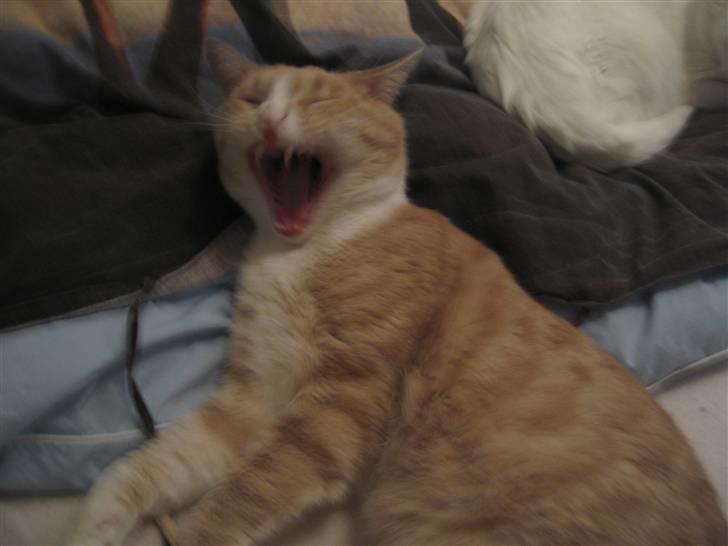 Blanding af racer Bent - bliver helt træt a at få taget billeder billede 17