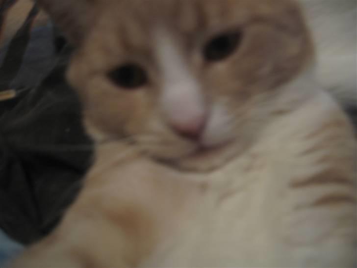 Blanding af racer Bent - kom tættere på.. billede 18