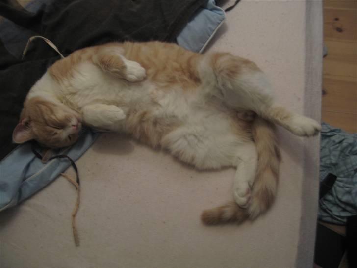 Blanding af racer Bent - en tyk mis jeg er blevet.. billede 19