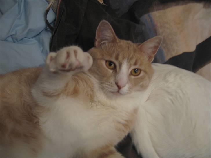 Blanding af racer Bent - farvel farvel... vi ses jo nok flotte.. billede 20