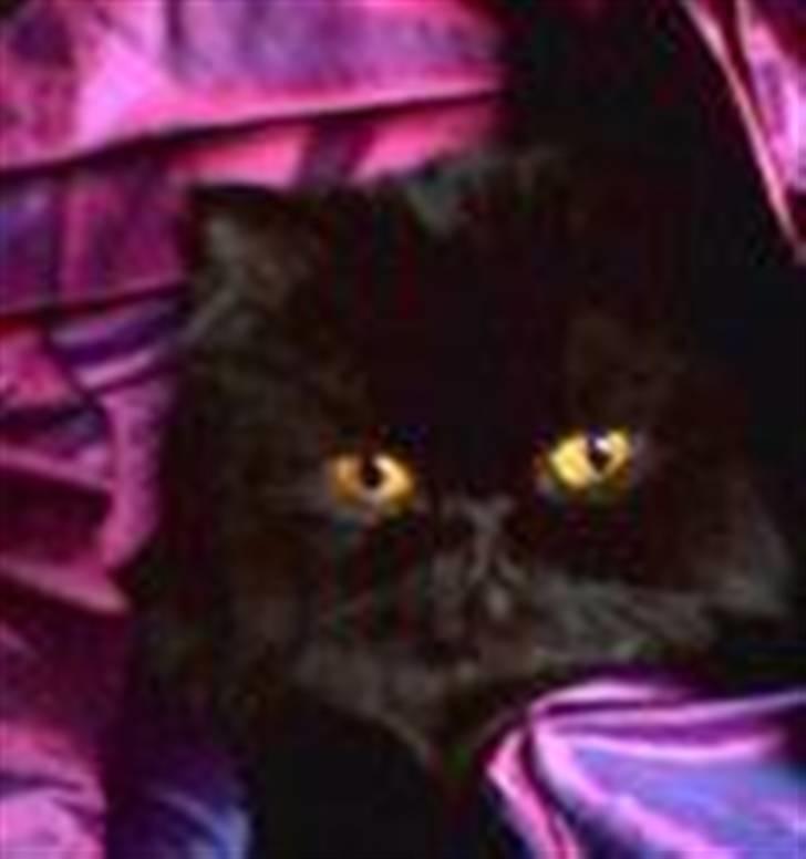 Perser Misty Browns Ardik II billede 1